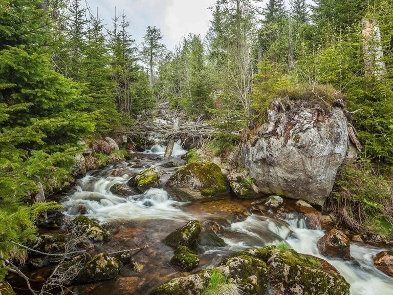 Klarer Bach im Wald des Bayerischen Waldes bei Achslach
